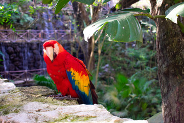 Red parrot Scarlet Macaw, Ara macao, bird sitting on the pal tree trunk, Mexico. Wildlife scene from tropical forest. 