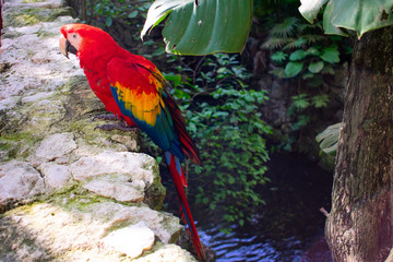 Red parrot Scarlet Macaw, Ara macao, bird sitting on the pal tree trunk, Mexico. Wildlife scene from tropical forest. 