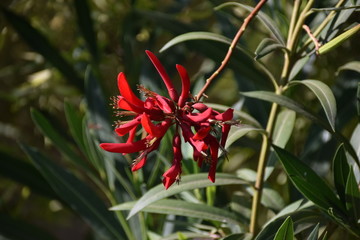 Fleur rouge trompette + arbuste