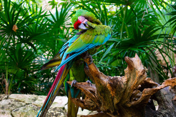 Green parrot Scarlet Macaw, Ara macao, bird sitting on the pal tree trunk, Mexico. Wildlife scene from tropical forest. 