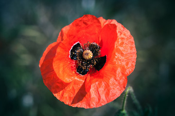 Red poppy flower over blurred, macro