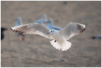 Bird Photography
