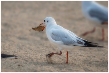 Bird Photography