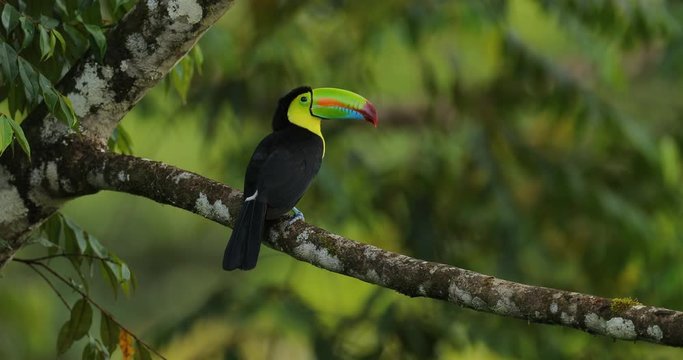 Toucan sitting on the branch in the forest, Boca Tapada, green jungle vegetation, Costa Rica. Nature travel in central America. Keel-billed Toucan, Ramphastos sulfuratus, tropic bird with big bill.