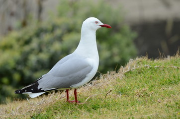 Red-billed Gull 