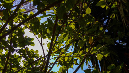 Detras de las hojas con cielo