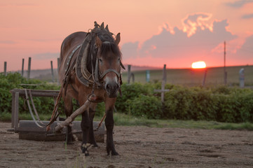 Koń pociągowy © Michał