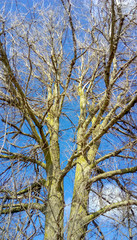 Arbol natural centenario sin hojas con cielo azul