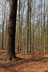 Stieleiche (Quercus robur) im Rotbuchenwald (Fagus silvatica), Hülser Bruch, Krefeld, NRW,...