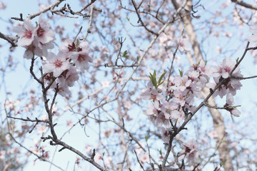 background of spring cherry blossoms tree. selective focus.