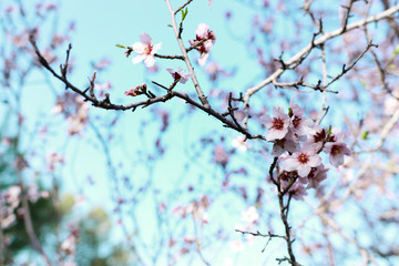 background of spring cherry blossoms tree. selective focus.