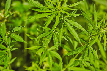 Green fresh marijuana leaves pattern