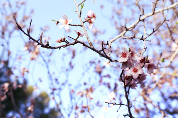 background of spring cherry blossoms tree. selective focus.