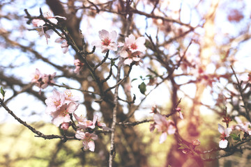 background of spring cherry blossoms tree. selective focus.