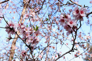 background of spring cherry blossoms tree. selective focus.
