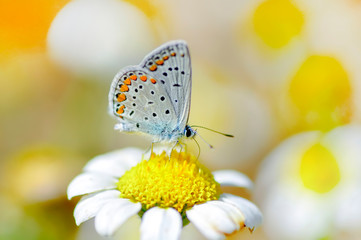 Closeup   beautiful butterfly sitting on flower