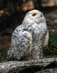 Snowy owl. Latin name - Bubo scandiacus	
