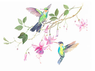 Naklejki  hummingbirds flowers watercolor