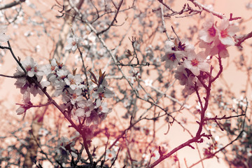 background of spring cherry blossoms tree. selective focus.