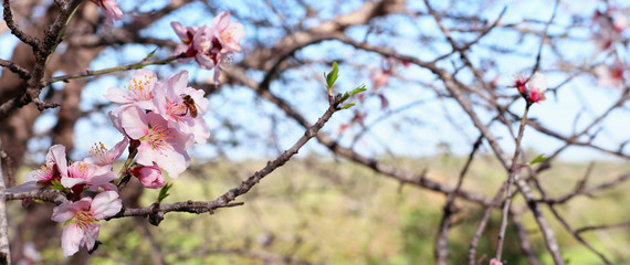 background banner of spring cherry blossoms tree and bee collects nectar from the flower. selective focus.