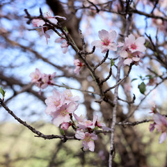 background of spring cherry blossoms tree. selective focus.