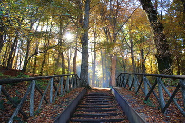 Fototapeta na wymiar Stairway for the beechwood in autumn, Soriano Nel Cimino, Viterbo, Lazio, Italia