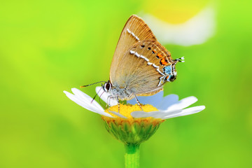 Closeup   beautiful butterfly sitting on flower