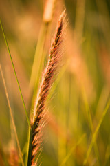 reeds with sunset light
