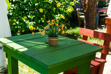 beautiful and colorful flowers © Andrea