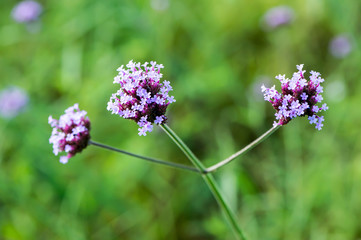 beautiful small purple flowers in the garden