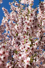 Almond blossom in the mountains of Armenia