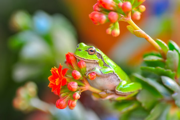 Beautiful Europaean Tree frog Hyla arborea - Stock Image