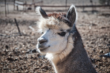Lama