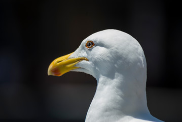 white sea bird