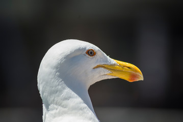 white sea bird