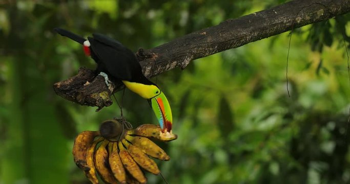 Toucan sitting on the branch in the forest, Boca Tapada, green jungle vegetation, Costa Rica. Nature travel in central America. Keel-billed Toucan, Ramphastos sulfuratus, tropic bird with big bill.
