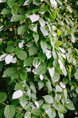 Fototapeta na wymiar White and green leaves of creeper Actinidia kolomikta, Actinidiaceae or variegated-leaf hardy kiwi