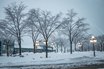evening light under snow