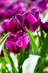background backdrop from beautiful bright purple tulip in the garden