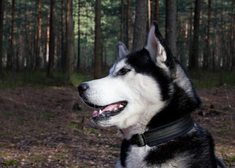 Dog breed Siberian Husky sings a song in the spring forest