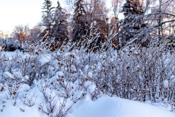 frozen bushes
