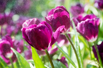 beautiful bright purple tulip in the garden fresh with springer water