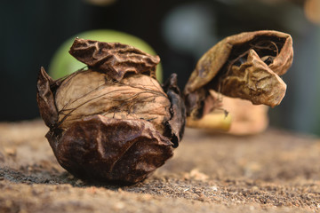 Whole walnut on the dark background