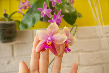 Beautiful rare orchid in pot on white window