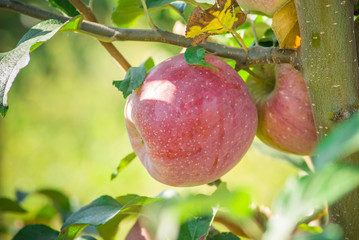 Apples hanging from a tree branch in an apple orchard