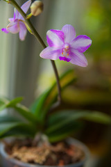 Naklejka premium Beautiful rare orchid in pot on blurred background