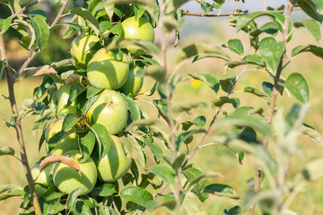Apples hanging from a tree branch in an apple orchard