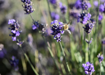 Bee on lavender flower