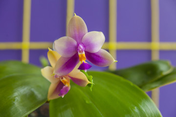 Beautiful rare orchid in pot on blue background