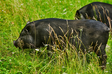 Cute fat pot-bellied pigs on free meadow of private farm